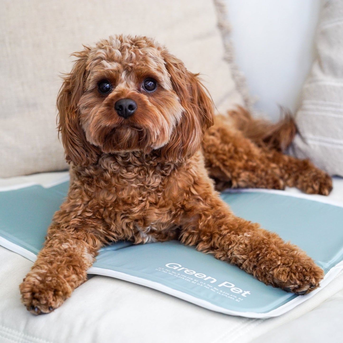 4-Pack Reusable Dog Pee Pads (35"x22") β Washable, Extra Absorbent & Leak-Proof with Non-Slip Base β Ideal for Crates, Playpens, Whelping Boxes & Potty Training β Blue
